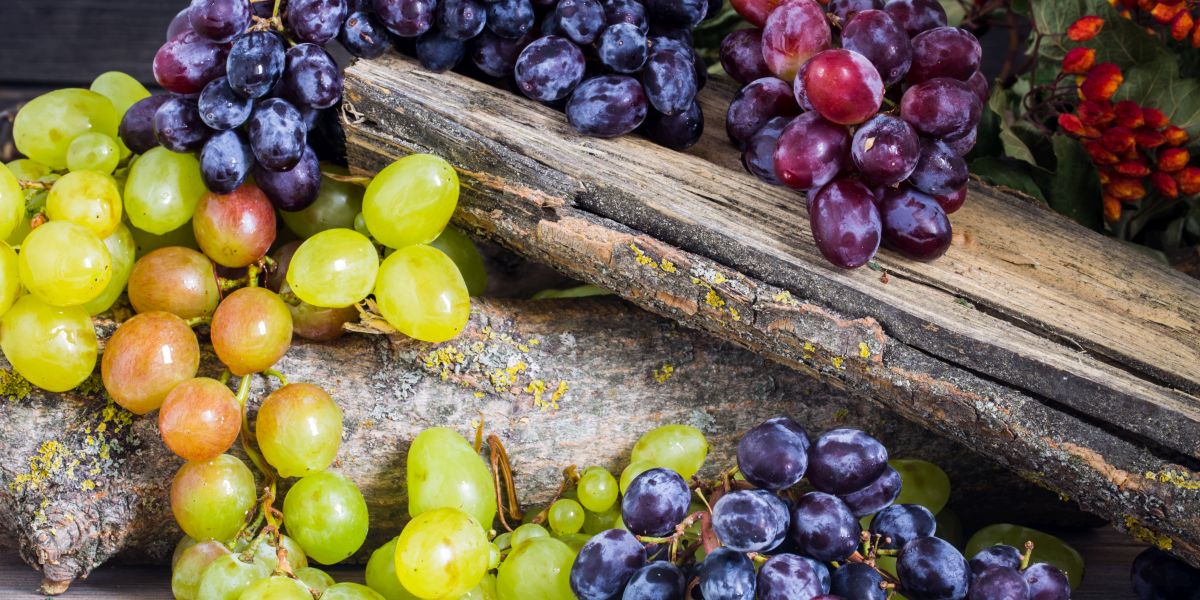 Italijansko vino se vraca svojim korenima sa autohtonim grozdjem